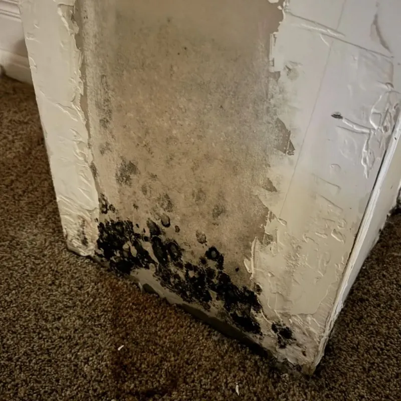 Professional Mold Removal in Hillsdale, MI